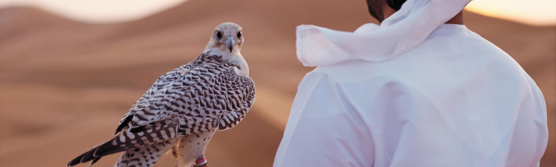 Falcon-Tour-Abu-Dhabi